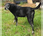 Small #1 Labrador Retriever
