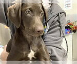 *SPACE CADET - Female Plott Hound Dog for Adoption - Small photo