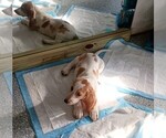 Small Photo #1 Basset Hound Puppy For Sale in TARPON SPGS, FL, USA