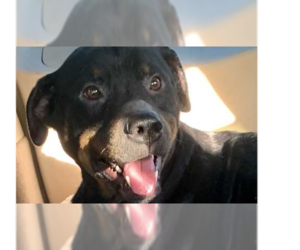 Rottweiler Dogs for adoption in Gilbert, AZ, USA