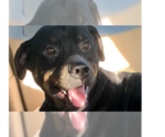 Small Rottweiler