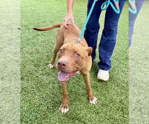 Mutt Dogs for adoption in Hilton Head, SC, USA