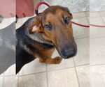 Small #4 Doberman Pinscher-German Shepherd Dog Mix