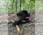 Small #1 Mutt