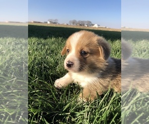 Pembroke Welsh Corgi Puppy for sale in ARTHUR, IL, USA