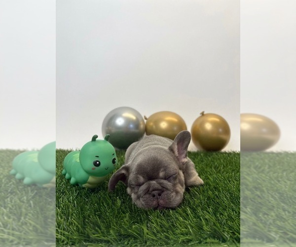 Medium Photo #5 French Bulldog Puppy For Sale in LEWISVILLE, TX, USA