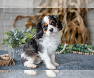 Medium Cavalier King Charles Spaniel