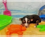 Small #24 Morkie