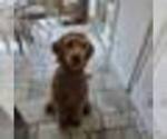 Small #20 Goldendoodle