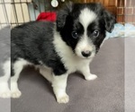 Puppy Jae Border Collie-Papillon Mix