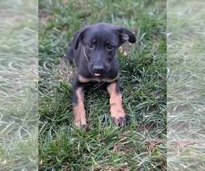 Mutt Dogs for adoption in Holly Springs, NC, USA