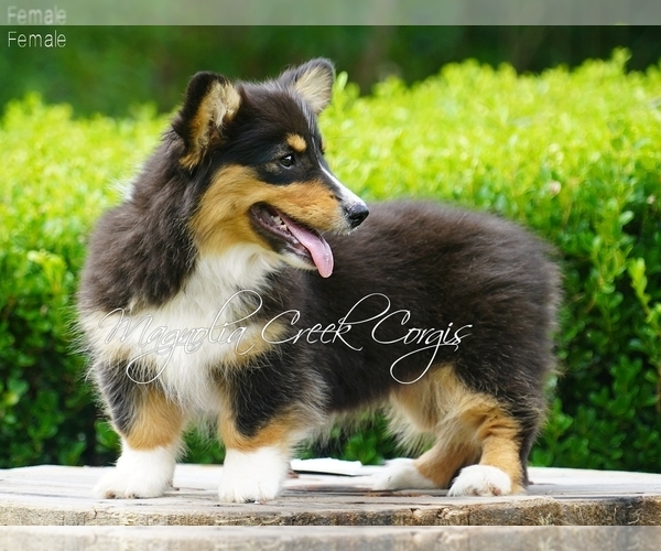 Medium Photo #22 Pembroke Welsh Corgi Puppy For Sale in CRESTVIEW, FL, USA