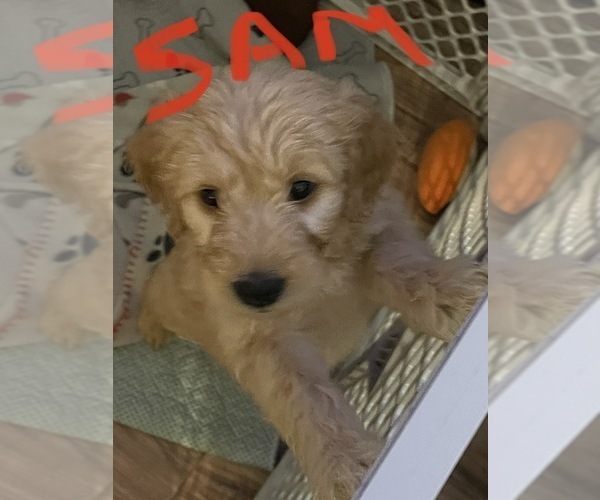 Medium Photo #4 Goldendoodle Puppy For Sale in ROSEBURG, OR, USA