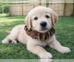Small Golden Retriever