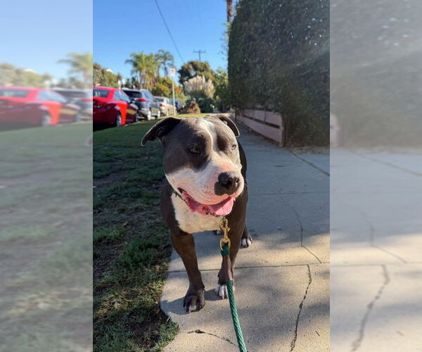 Medium Photo #3 Staffordshire Bull Terrier-Unknown Mix Puppy For Sale in Aurora, CO, USA