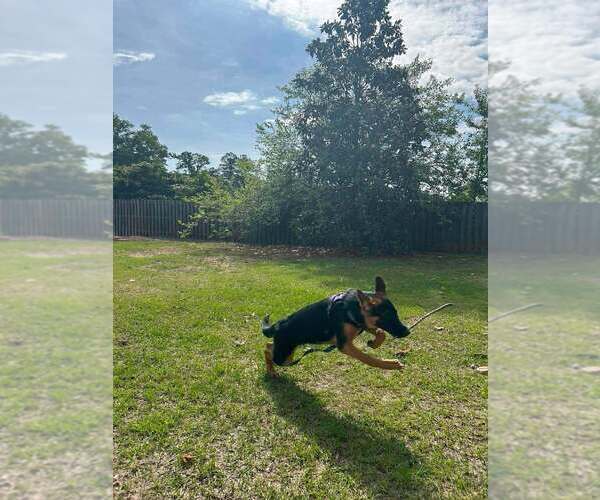 Medium Photo #4 German Shepherd Dog Puppy For Sale in AUGUSTA, GA, USA