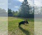 Small #3 German Shepherd Dog