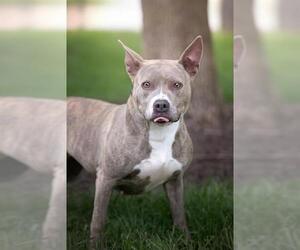 Medium American Pit Bull Terrier