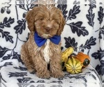 Small Photo #1 Cocker Spaniel-Poodle (Miniature) Mix Puppy For Sale in LAKELAND, FL, USA