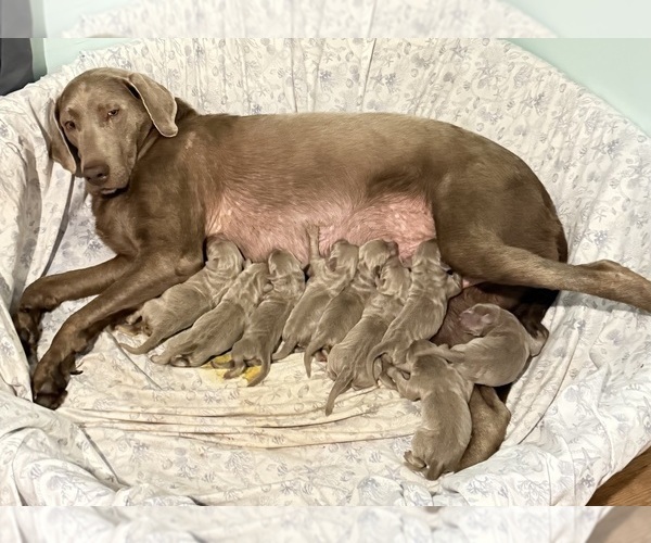 Medium Photo #2 Labrador Retriever Puppy For Sale in COVINA, CA, USA