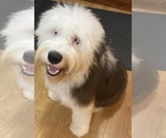 Small Photo #1 Old English Sheepdog Puppy For Sale in Scarborough, Ontario, Canada
