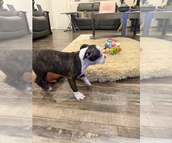 Medium Photo #8 Boston Terrier Puppy For Sale in FREDONIA, KS, USA