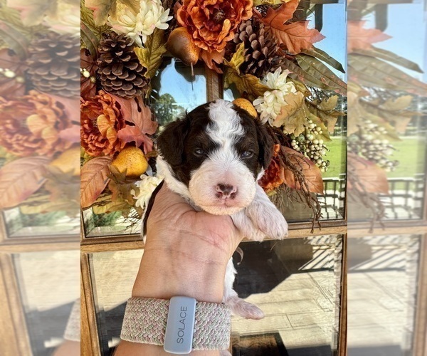 Medium Photo #14 Aussiedoodle Miniature  Puppy For Sale in ROCK HILL, SC, USA