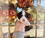 Small #12 Aussiedoodle Miniature 