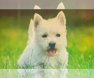 West Highland White Terrier Puppy for sale in FILLMORE, CA, USA