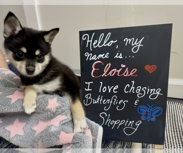 Medium Photo #7 Pomsky-Shiba Inu Mix Puppy For Sale in NASHUA, NH, USA