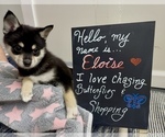 Small #6 Pomsky-Shiba Inu Mix