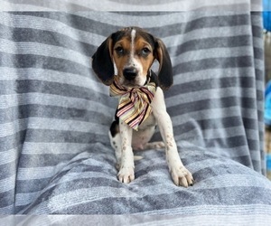 Black Mouth Cur-Treeing Walker Coonhound Mix Puppy for sale in LAKELAND, FL, USA