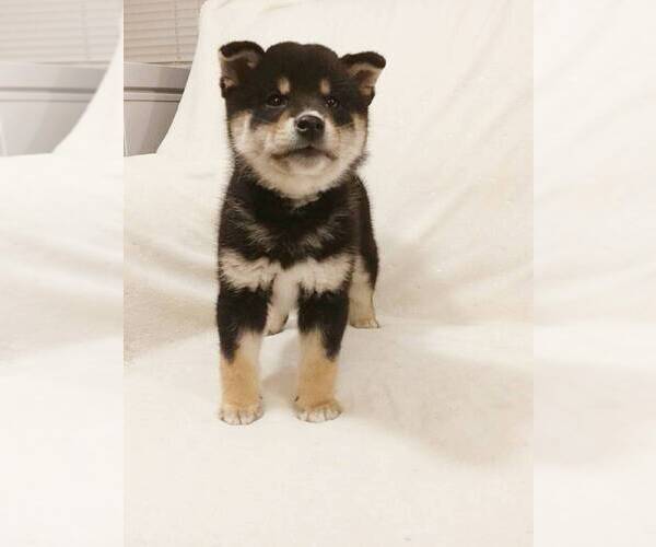 Medium Photo #2 Shiba Inu Puppy For Sale in ROWLAND HEIGHTS, CA, USA