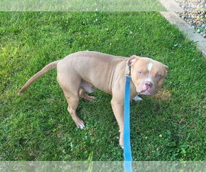 American Pit Bull Terrier Dogs for adoption in Iroquois, IL, USA