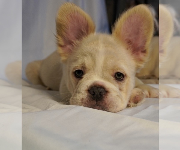 Medium Photo #1 French Bulldog Puppy For Sale in HOUSTON, TX, USA
