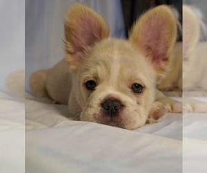 Medium French Bulldog
