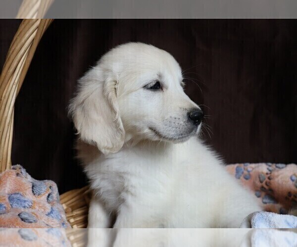 Medium Photo #6 English Cream Golden Retriever Puppy For Sale in LANCASTER, WI, USA
