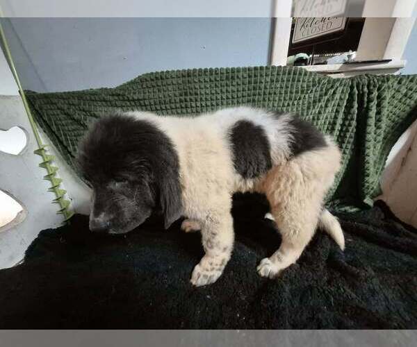 Medium Photo #37 Newfoundland Puppy For Sale in AURORA, IN, USA