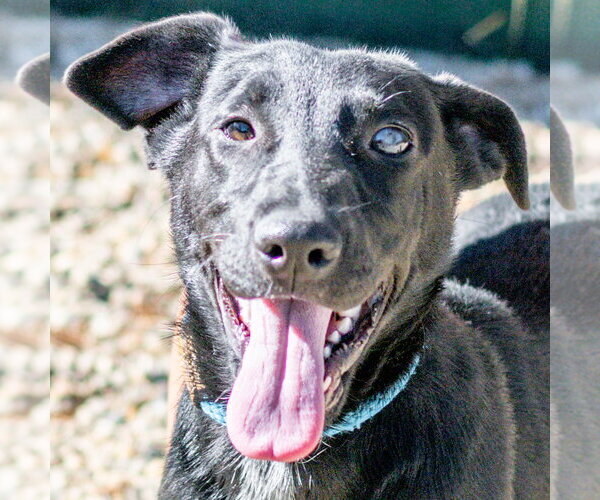 Medium Photo #3 Labrador Retriever-Unknown Mix Puppy For Sale in Hilton Head, SC, USA