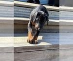 Small #2 Doberman Pinscher