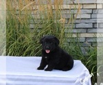 Puppy 6 Golden Retriever-Keeshond Mix