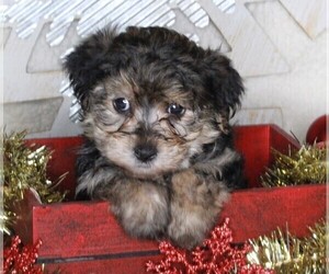 YorkiePoo Puppy for sale in FREDERICKSBURG, OH, USA