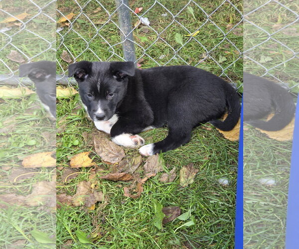 Medium Photo #2 Mutt Puppy For Sale in Garden City, NY, USA