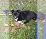 Small Photo #2 Mutt Puppy For Sale in Garden City, NY, USA