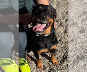 Rottweiler Dogs for adoption in Gilbert, AZ, USA