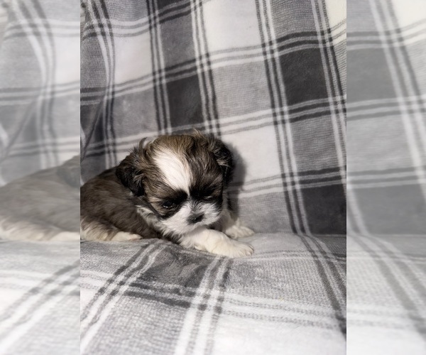 Medium Photo #3 Shih Tzu Puppy For Sale in GLENDALE HEIGHTS, IL, USA