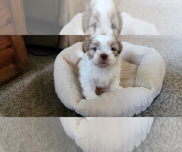 Medium Photo #3 Shih Tzu Puppy For Sale in DENVER, CO, USA