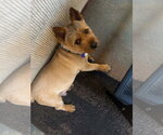 Small #1 Norwich Terrier Mix