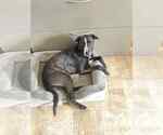 Small #10 Labrador Retriever Mix