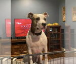 Small #7 American Staffordshire Terrier Mix